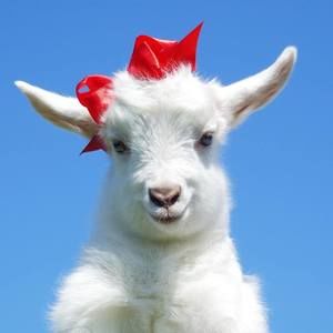 Meet your Posher, Kozochka